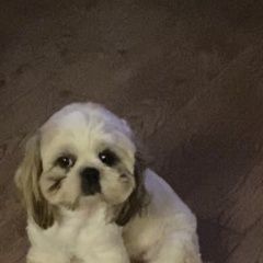 Подробнее об объявлении «Пропала собака кобель Кингисепп» Фото: пропала собака Ши-тцу «Пропала собака кобель Кингисепп» в г. Кингисепп