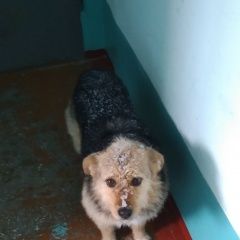 Подробнее об объявлении «Омск Пропала собака» Фото: пропала собака  «Омск Пропала собака» в г. Омск