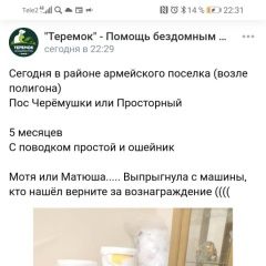 Подробнее об объявлении «Омск Пропала собака очень важно» Фото: пропала собака Русский охотничий спаниель «Омск Пропала собака очень важно» в г. Омск