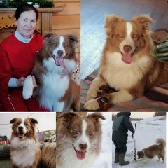 Подробнее об объявлении «Тюмень Пропала собака кобель кличка дерил» Фото: пропала собака Австралийская овчарка «Тюмень Пропала собака кобель кличка дерил» в г. Тюмень