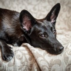 Подробнее об объявлении «Жуковский Пропала собака девочка, черная, очень ушастая» Фото: пропала собака  «Жуковский Пропала собака девочка, черная, очень...» в г. Жуковский