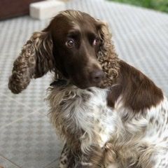 Подробнее об объявлении «Пропала собака кобель русский спаниель Нижний Новгород» Фото: пропала собака  «Пропала собака кобель русский спаниель Нижний...» в г. Нижний Новгород