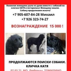 Подробнее об объявлении «Люберцы Пропала собака девочка, метис спаниеля» Фото: пропала собака  «Люберцы Пропала собака девочка, метис спаниеля» в г. Люберцы