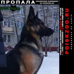 Подробнее об объявлении «Пропала собака кобель Москва» Фото: пропала собака Немецкая овчарка «Пропала собака кобель Москва» в г. Москва