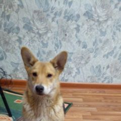 Подробнее об объявлении «Пропала собака кобель срочно помогите Липецк» Фото: пропала собака  «Пропала собака кобель срочно помогите Липецк» в г. Липецк