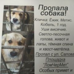 Подробнее об объявлении «Пропала собака кобель фрунзенский район. Санкт-Петербург» Фото: пропала собака  «Пропала собака кобель фрунзенский район....» в г. Санкт-Петербург