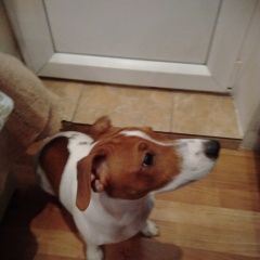 Подробнее об объявлении «Пропала собака кобель джек рассел терьер Санкт-Петербург» Фото: пропала собака Джек рассел терьер «Пропала собака кобель джек рассел терьер...» в г. Санкт-Петербург