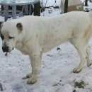 Подробнее об объявлении «Пропала собака Нижний Новгород» Фото: пропала собака Среднеазиатская овчарка «Пропала собака Нижний Новгород» в г. Нижний Новгород