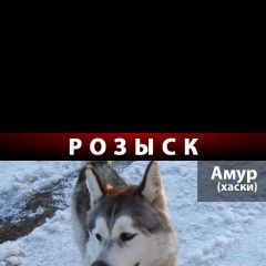 Подробнее об объявлении «Бронницы Пропала собака кобель хаски» Фото: пропала собака Сибирская хаски «Бронницы Пропала собака кобель хаски» в г. Бронницы