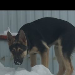 Подробнее об объявлении «Пропала собака кобель немецкая овчарка, 7 месяцев, 15 Иглино» Фото: пропала собака Немецкая овчарка «Пропала собака кобель немецкая овчарка, 7...» в г. Иглино