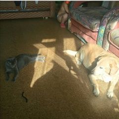 Подробнее об объявлении «Пропала собака любимица Электросталь» Фото: пропала собака Лабрадор ретривер «Пропала собака любимица Электросталь» в г. Электросталь