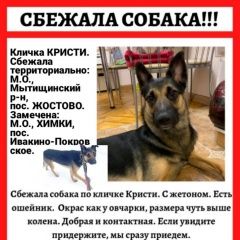 Подробнее об объявлении «Пропала собака помогите найти собаку Химки» Фото: пропала собака  «Пропала собака помогите найти собаку Химки» в г. Химки