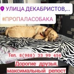 Подробнее об объявлении «Пропала собака центр города Новороссийск» Фото: пропала собака Лабрадор ретривер «Пропала собака центр города Новороссийск» в г. Новороссийск