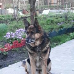 Подробнее об объявлении «Пропала собака кобель Санкт-Петербург» Фото: пропала собака Немецкая овчарка «Пропала собака кобель Санкт-Петербург» в г. Санкт-Петербург