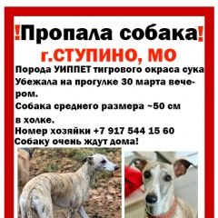 Подробнее об объявлении «Ступино Пропала собака порода уиппет» Фото: пропала собака Уиппет «Ступино Пропала собака порода уиппет» в г. Ступино