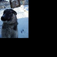 Подробнее об объявлении «Пропала собака кобель Смоленск» Фото: пропала собака  «Пропала собака кобель Смоленск» в г. Смоленск