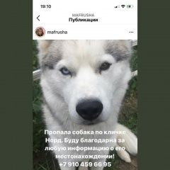 Подробнее об объявлении «Пропала собака кобель Домодедово» Фото: пропала собака  «Пропала собака кобель Домодедово» в г. Домодедово