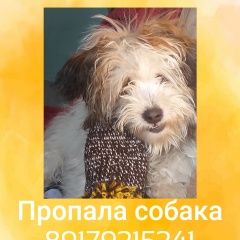 Подробнее об объявлении «Набережные Челны Пропала собака кобель» Фото: пропала собака  «Набережные Челны Пропала собака кобель» в г. Набережные Челны