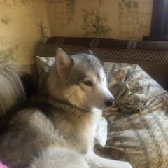 Подробнее об объявлении «Быково (Московская обл.) Пропала собака кобель» Фото: пропала собака Сибирская хаски «Быково (Московская обл.) Пропала собака кобель» в г. Быково (Московская обл.)