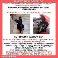 Подробнее об объявлении «Подольск Пропала собака кобель щенок» Фото: пропала собака  «Подольск Пропала собака кобель щенок» в г. Подольск