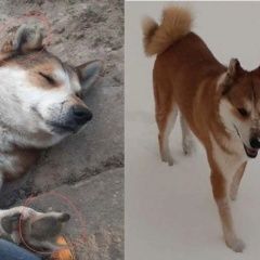 Подробнее об объявлении «Витебск Пропала собака кобель» Фото: пропала собака Западно-сибирская лайка «Витебск Пропала собака кобель» в г. Витебск