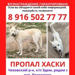 Подробнее об объявлении «Пропала собака кобель Москва» Фото: пропала собака Сибирская хаски «Пропала собака кобель Москва» в г. Москва