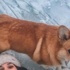 Подробнее об объявлении «Ярославль Пропала собака кобель» Фото: пропала собака Вельш корги «Ярославль Пропала собака кобель» в г. Ярославль
