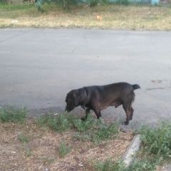 Подробнее об объявлении «Орск Пропала собака» Фото: пропала собака  «Орск Пропала собака» в г. Орск