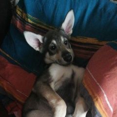 Подробнее об объявлении «Пропала собака Санкт-Петербург» Фото: пропала собака  «Пропала собака Санкт-Петербург» в г. Санкт-Петербург