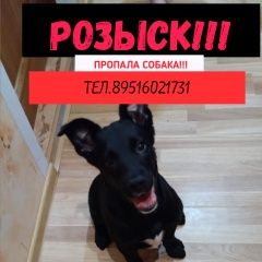 Подробнее об объявлении «Подольск Пропала собака кобель щенок» Фото: пропала собака  «Подольск Пропала собака кобель щенок» в г. Подольск
