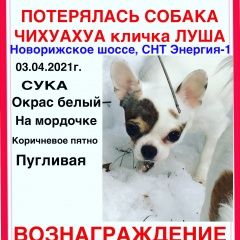 Подробнее об объявлении «Пропала собака чихуахуа новорижское шосс Истра» Фото: пропала собака Чихуахуа «Пропала собака чихуахуа новорижское шосс Истра» в г. Истра