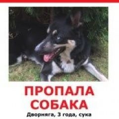 Подробнее об объявлении «Пропала собака Пушкино» Фото: пропала собака  «Пропала собака Пушкино» в г. Пушкино