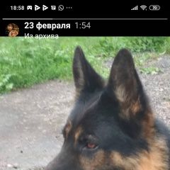 Подробнее об объявлении «Мытищи Пропала собака кобель осташковское шоссе, челобитьево.» Фото: пропала собака Немецкая овчарка «Мытищи Пропала собака кобель осташковское...» в г. Мытищи