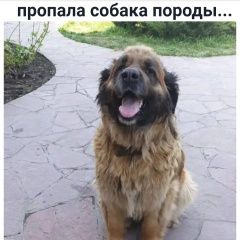 Подробнее об объявлении «Пропала собака Щелково» Фото: пропала собака  «Пропала собака Щелково» в г. Щелково