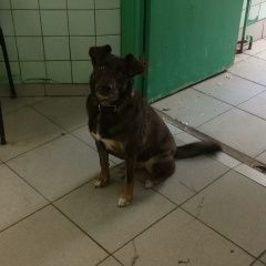 Подробнее об объявлении «Пропала собака кобель Лесной Городок» Фото: пропала собака  «Пропала собака кобель Лесной Городок» в г. Лесной Городок