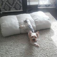 Подробнее об объявлении «Обь Пропала собака кобель йоркширский терьер с. красноглинное» Фото: пропала собака  «Обь Пропала собака кобель йоркширский терьер с....» в г. Обь