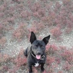 Подробнее об объявлении «Анапа Пропала собака кобель» Фото: пропала собака  «Анапа Пропала собака кобель» в г. Анапа