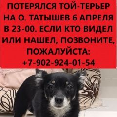 Подробнее об объявлении «Красноярск Пропала собака кобель русский той-терьер» Фото: пропала собака Русский той-терьер «Красноярск Пропала собака кобель русский...» в г. Красноярск
