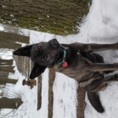 Подробнее об объявлении «Подольск Пропала собака днем 07 апреля в парке талалихина» Фото: пропала собака  «Подольск Пропала собака днем 07 апреля в парке...» в г. Подольск