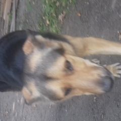 Подробнее об объявлении «Пропала собака кобель пес кличка ричь Санкт-Петербург» Фото: пропала собака Среднеазиатская овчарка «Пропала собака кобель пес кличка ричь...» в г. Санкт-Петербург