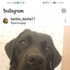 Подробнее об объявлении «Краснодар Пропала собака лабрадор девочка возраст почти год» Фото: пропала собака Лабрадор ретривер «Краснодар Пропала собака лабрадор девочка...» в г. Краснодар