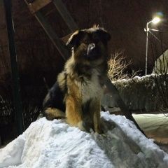 Подробнее об объявлении «Пропала собака кобель Электросталь» Фото: пропала собака  «Пропала собака кобель Электросталь» в г. Электросталь