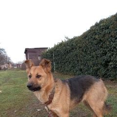 Подробнее об объявлении «Пропала собака Симферополь» Фото: пропала собака  «Пропала собака Симферополь» в г. Симферополь