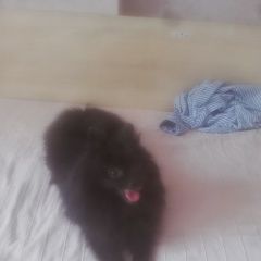 Подробнее об объявлении «Набережные Челны Пропала собака помогите найти собаку шпиц, черногоцвета» Фото: пропала собака Немецкий шпиц «Набережные Челны Пропала собака помогите найти...» в г. Набережные Челны