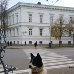 Подробнее об объявлении «Пропала собака кобель лайка Полтава» Фото: пропала собака  «Пропала собака кобель лайка Полтава» в г. Полтава