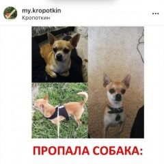 Подробнее об объявлении «Кропоткин Пропала собака кобель чихуахуа» Фото: пропала собака Чихуахуа «Кропоткин Пропала собака кобель чихуахуа» в г. Кропоткин