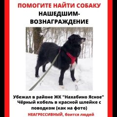 Подробнее об объявлении «Нахабино Пропала собака кобель» Фото: пропала собака  «Нахабино Пропала собака кобель» в г. Нахабино