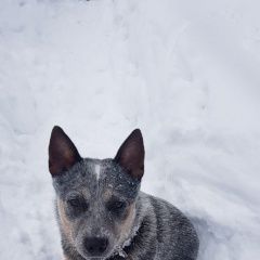 Подробнее об объявлении «Пропала собака Санкт-Петербург» Фото: пропала собака  «Пропала собака Санкт-Петербург» в г. Санкт-Петербург