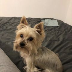 Подробнее об объявлении «Пропала собака йоркширский терьер, 12 апреля 202 Санкт-Петербург» Фото: пропала собака Йоркширский терьер «Пропала собака йоркширский терьер, 12 апреля...» в г. Санкт-Петербург