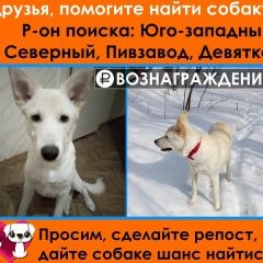 Подробнее об объявлении «Пропала собака белая, 3 апреля Воронеж» Фото: пропала собака  «Пропала собака белая, 3 апреля Воронеж» в г. Воронеж